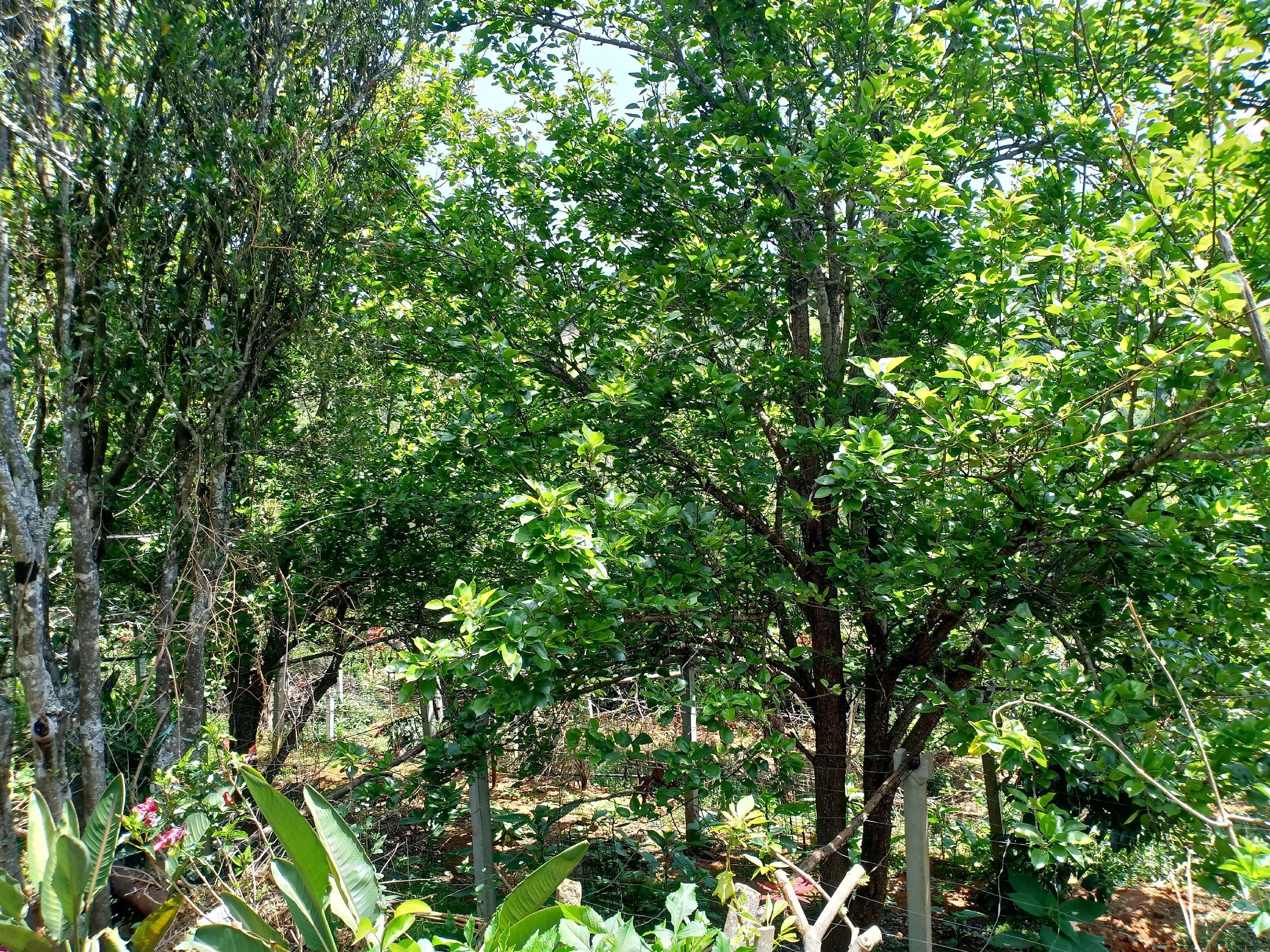 undefined Pear Tree Inn 9