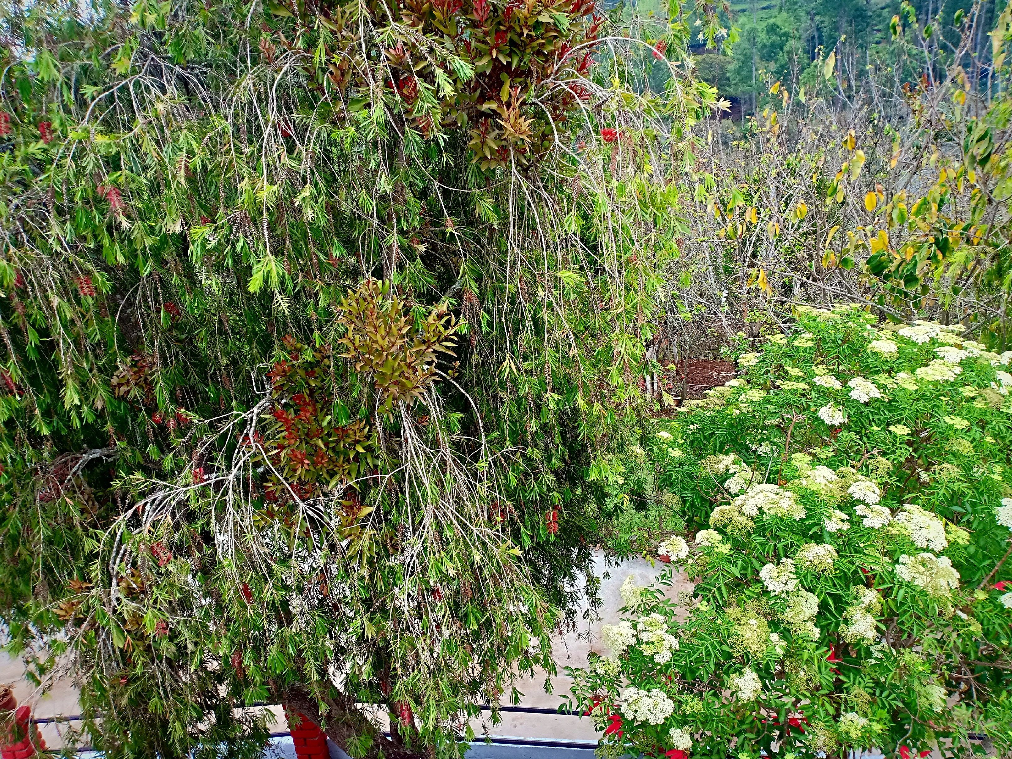 undefined Pear Tree Inn 6