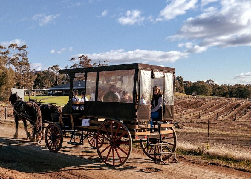 New South Wales Pokolbin Vineyard