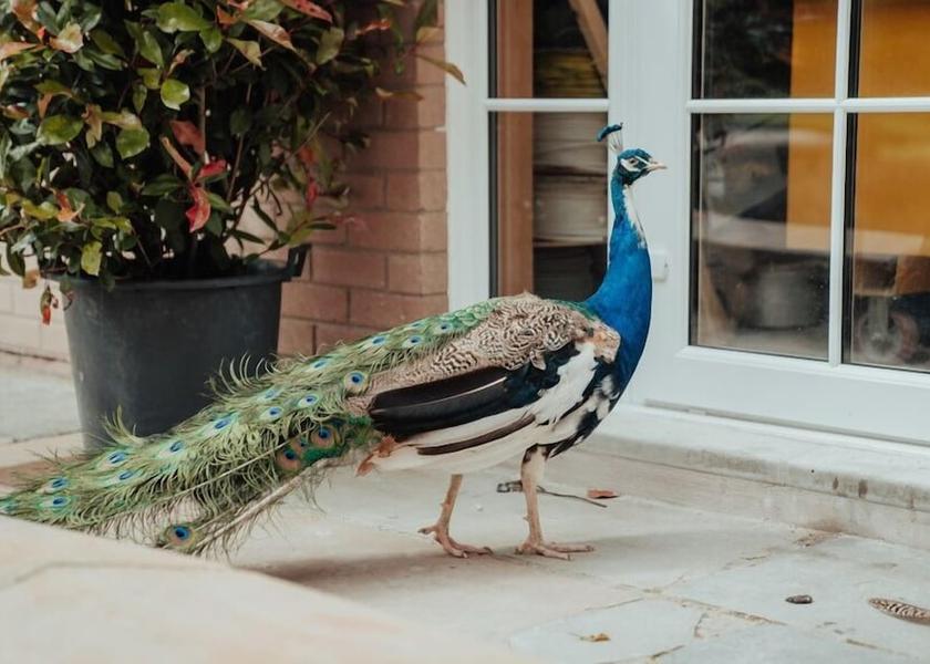 Northern Ireland Antrim Garden