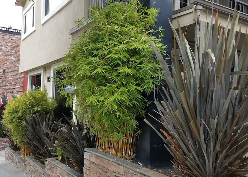 California San Francisco Garden