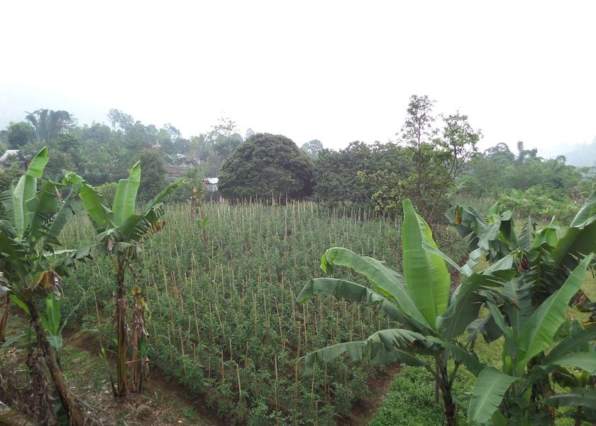 East Java Sukapura View from Property