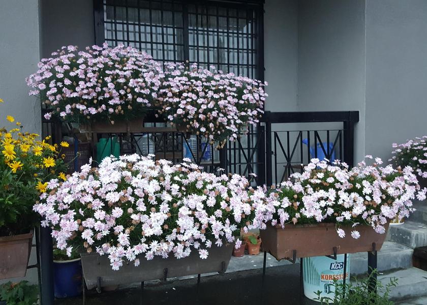 Pahang Ringlet Balcony/terrace