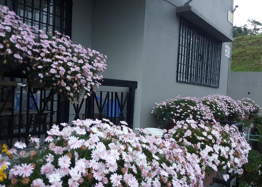 Pahang Ringlet Balcony/terrace