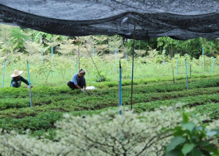 Chiang Mai Province Saraphi Garden
