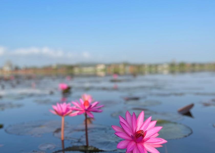 Phatthalung Khuan Khanun Land View from Property