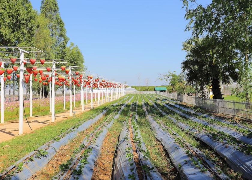 Buri Ram Khu Mueang View from Property