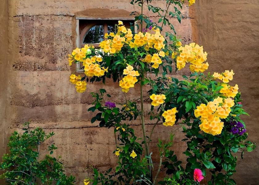 Prachuap Khiri Khan Province Pranburi Garden