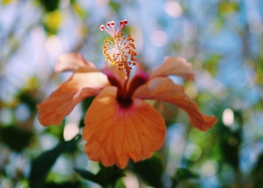 Guanacaste Tamarindo View from Property