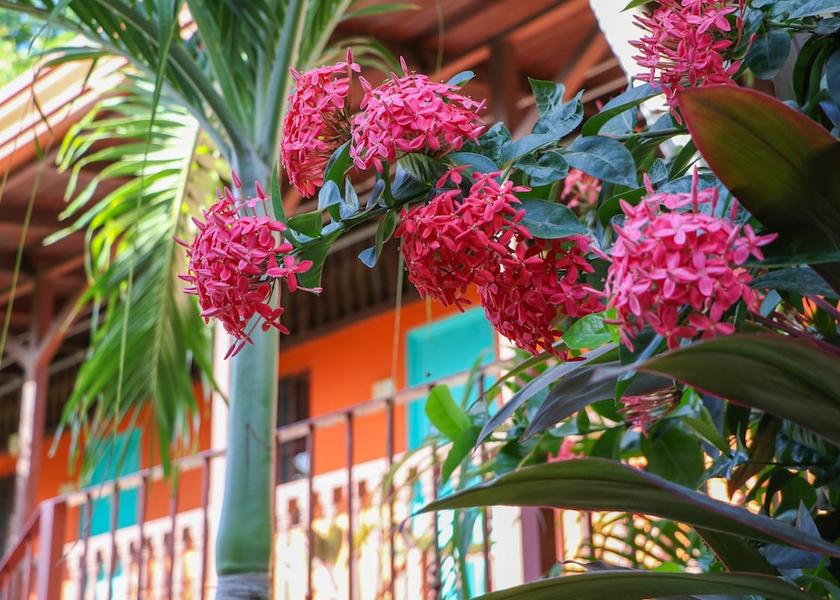 Guanacaste Samara View From Room