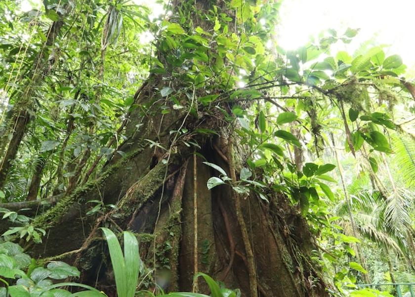 Heredia Sarapiqui Exterior Detail