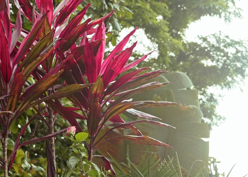 Orellana Coca Exterior Detail