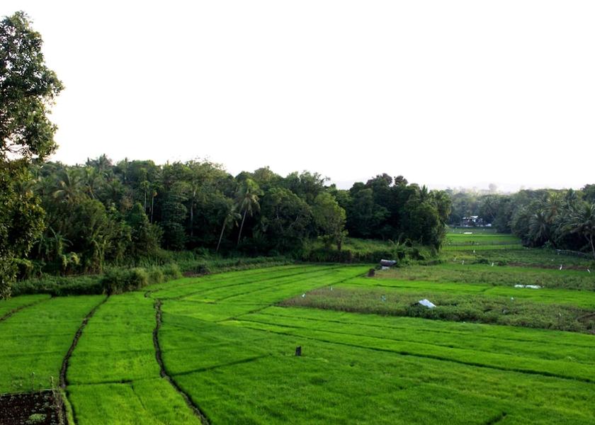 North Central Province Anuradhapura View from property
