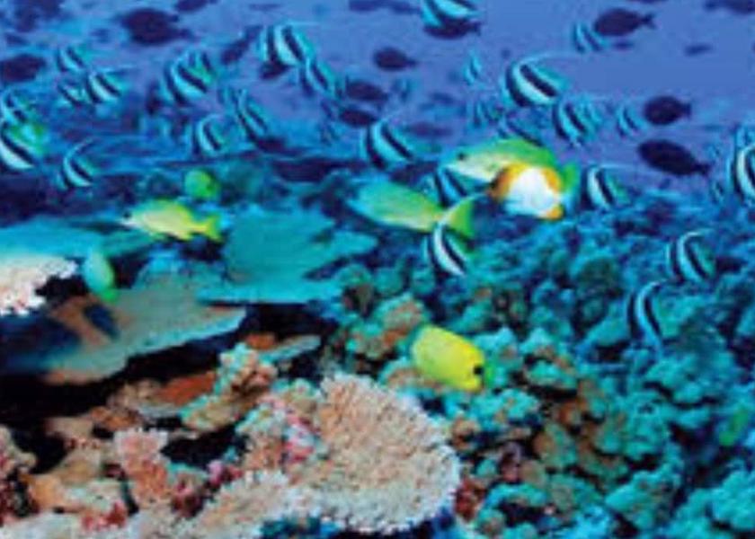 Galle District Hikkaduwa Beach