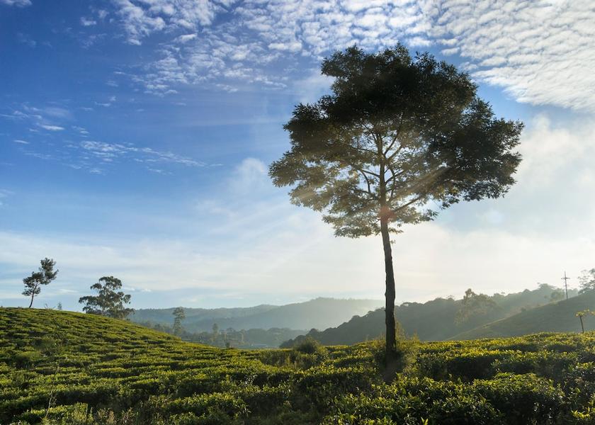 Central Province Nuwara Eliya Mountain view