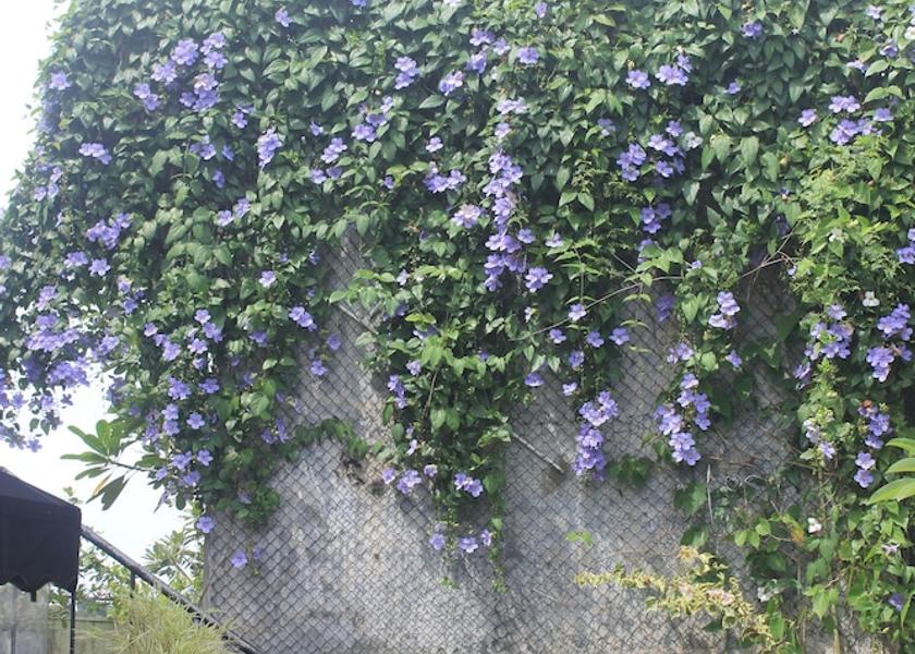 Colombo District Sri Jayawardenepura Kotte Courtyard