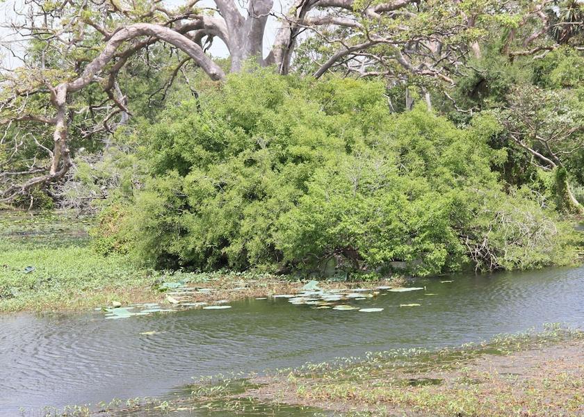 Anuradhapura District Habarana Lake