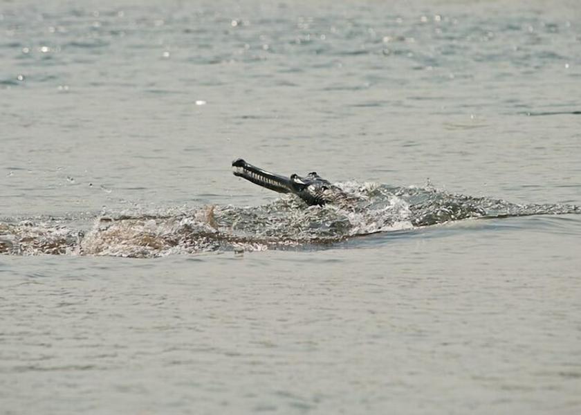  Sauraha Exterior Detail