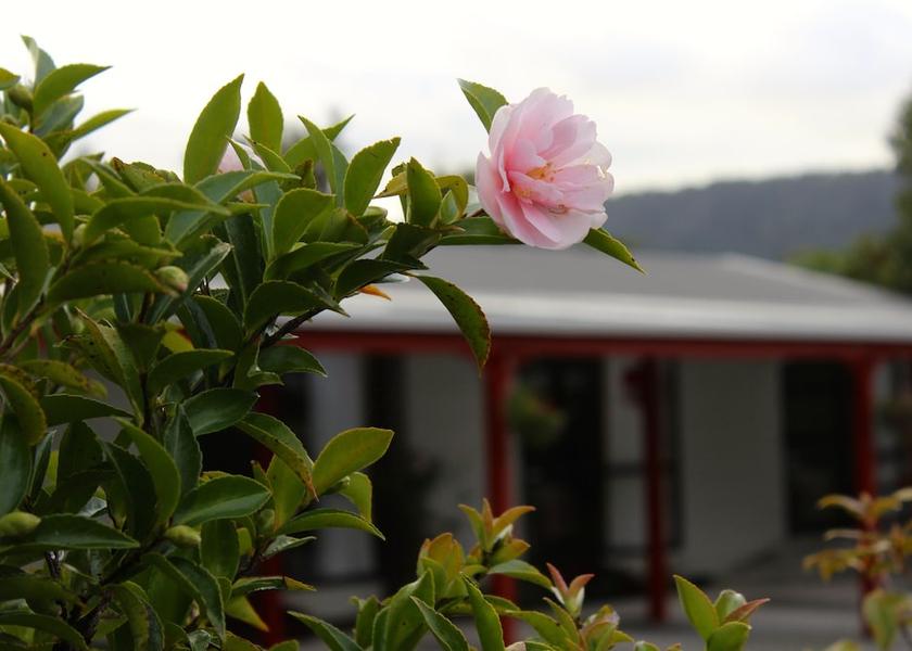 West Coast Fox Glacier Garden