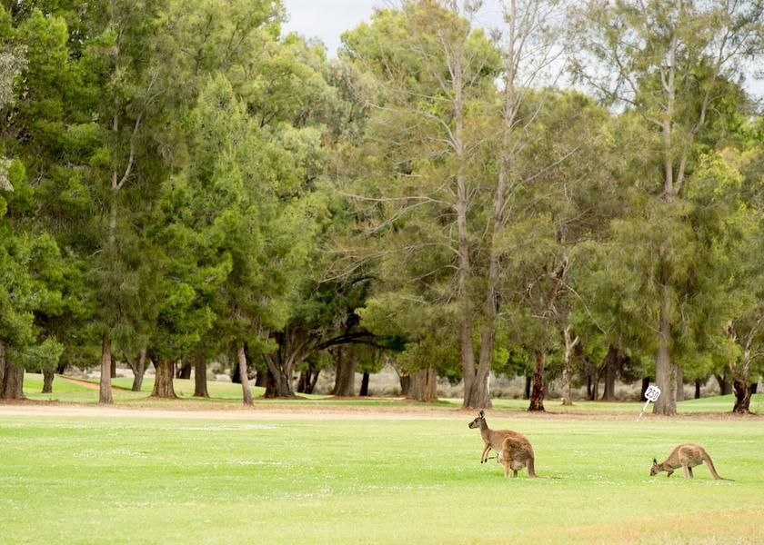 South Australia Old Calperum View from Property