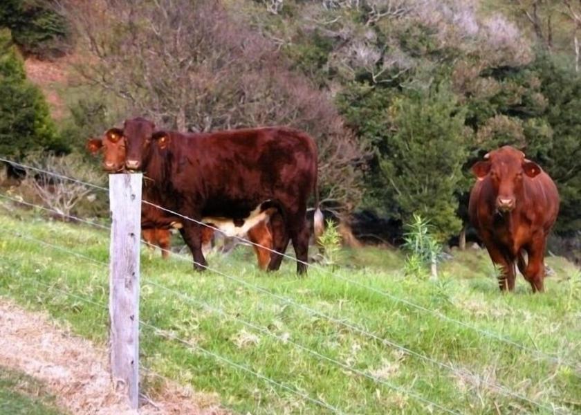 Queensland Bald Knob Property Grounds