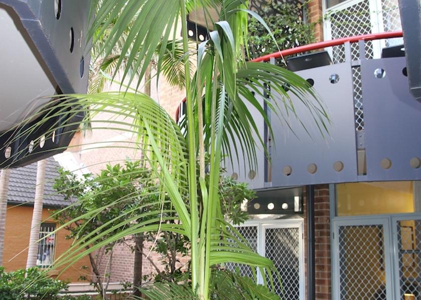 New South Wales Sydney Courtyard