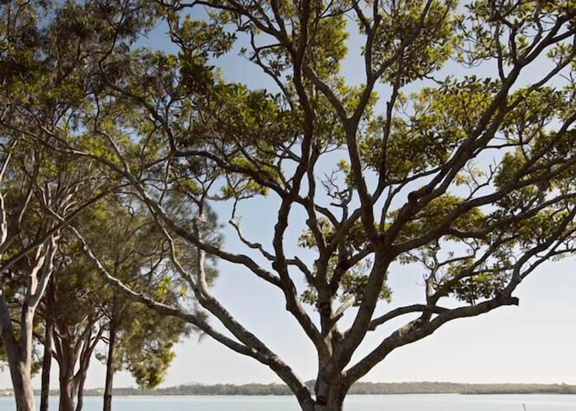 Queensland Sunshine Coast BBQ/picnic area