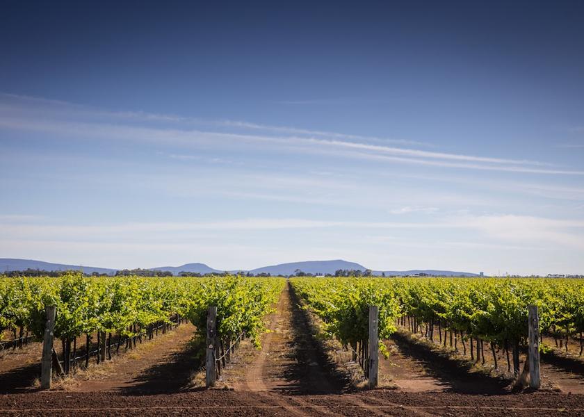 New South Wales Griffith Vineyard