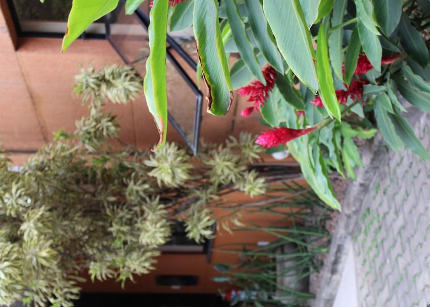 Minas Gerais Timoteo Garden