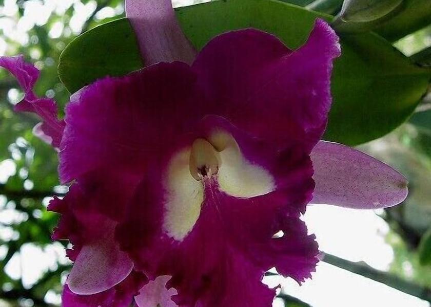 Cayo District Belmopan Garden