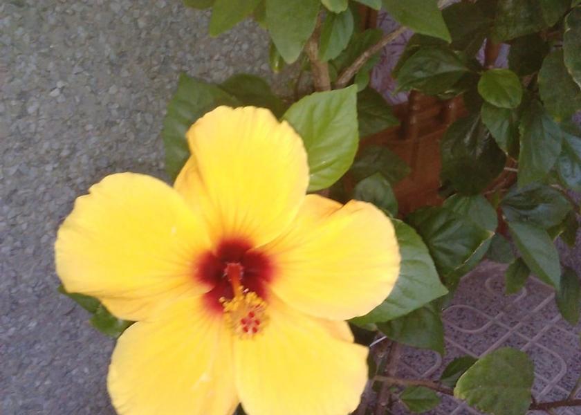 Andalucia Cortes y Graena Porch