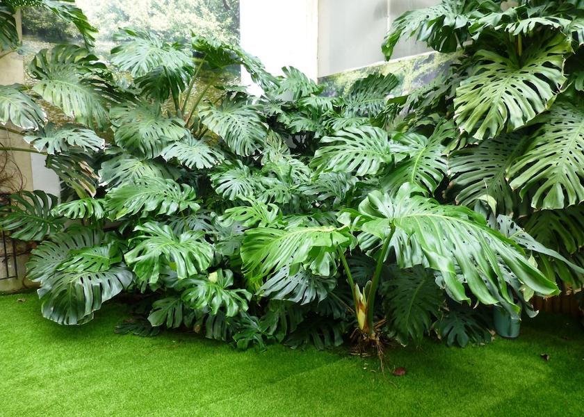 Provence - Alpes - Cote d'Azur Beausoleil Property Grounds