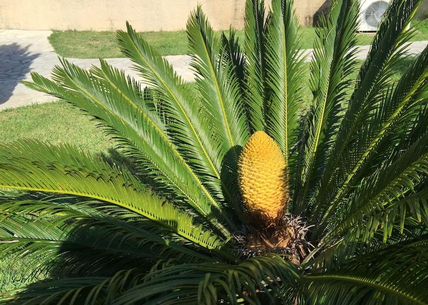 Var Sainte-Maxime Garden