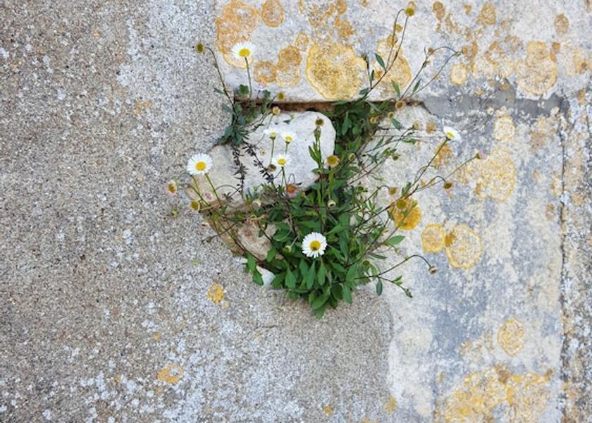 Nouvelle-Aquitaine Saint-Savin Exterior Detail