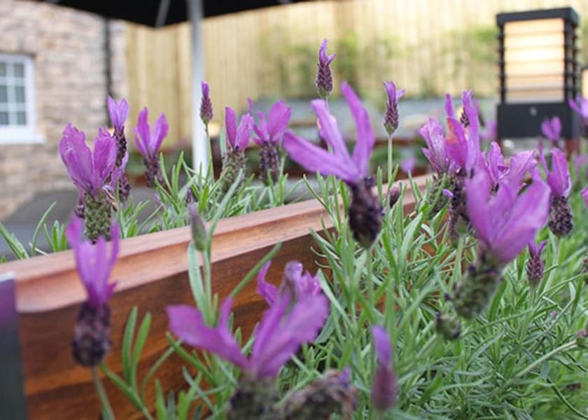 Scotland johnstone Garden