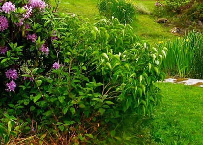 Scotland Gairloch Garden