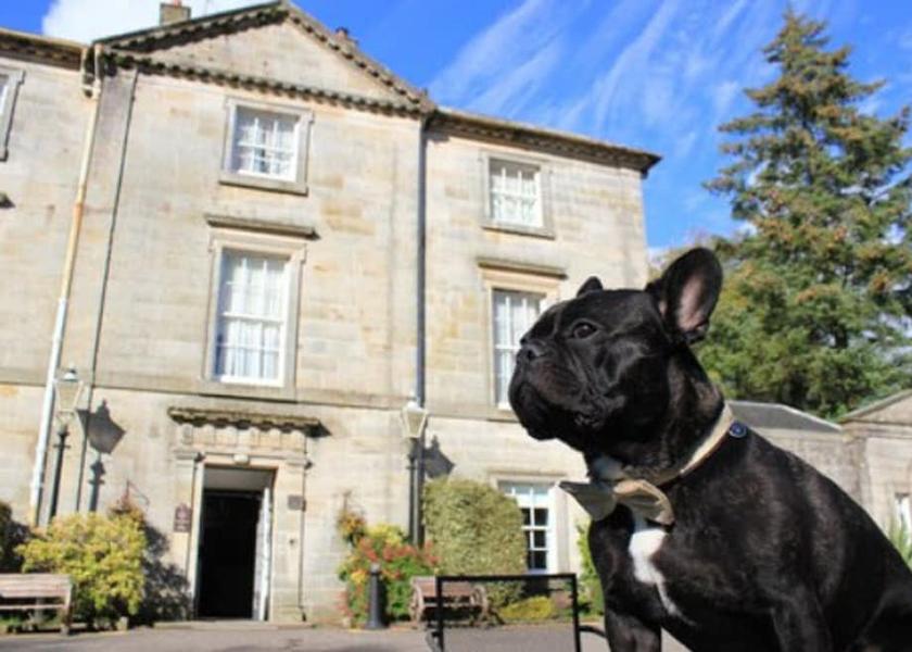 Scotland Strathaven Pet-friendly