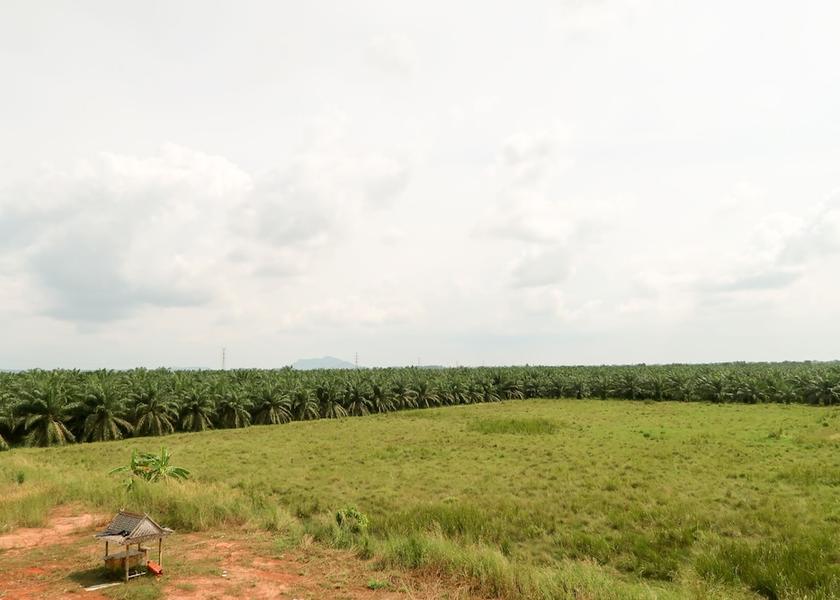 Surat Thani Phunphin View from Property