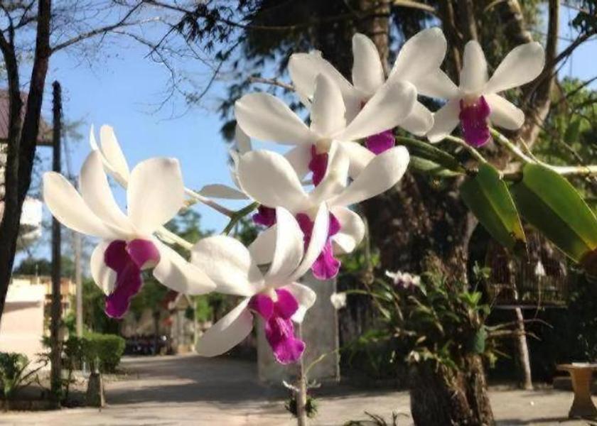 Trang Province Yan Ta Khao 