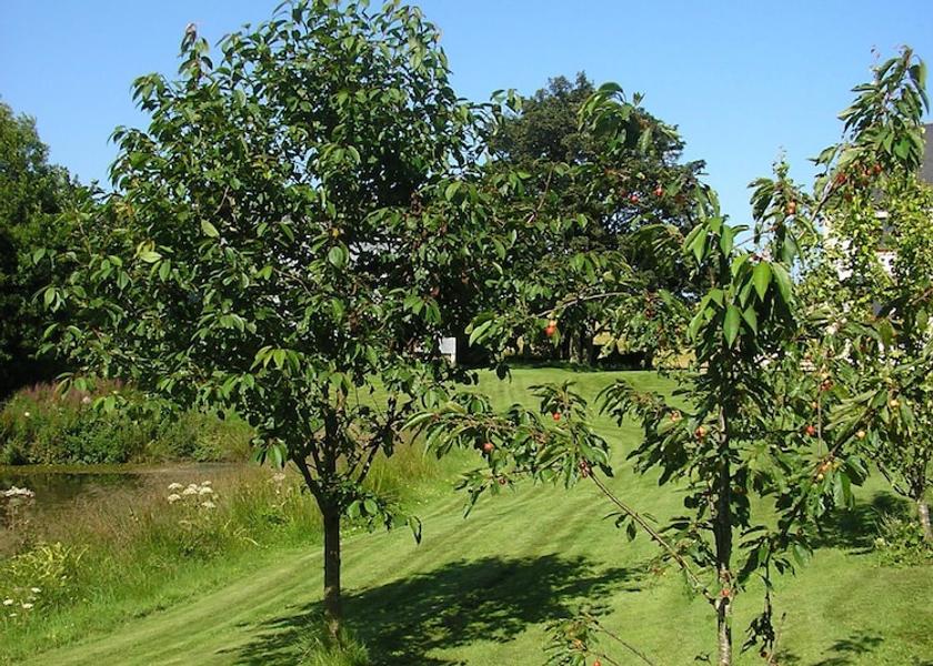 Scotland Leven Garden