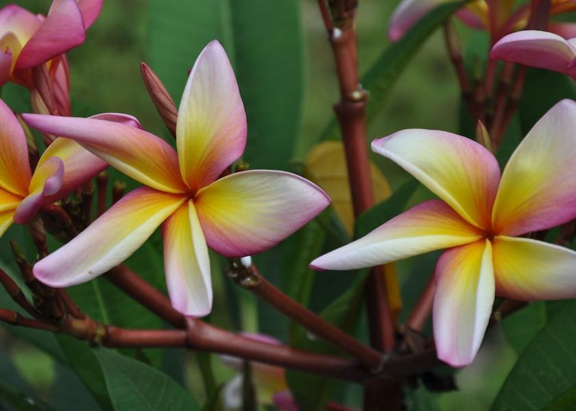 Lembá Neves View from Property