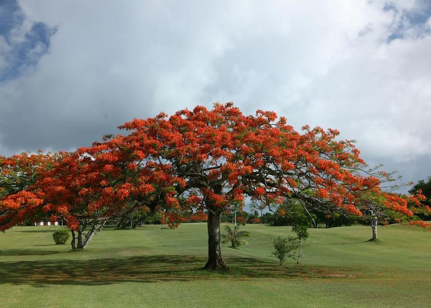Saipan Municipality Saipan Golf