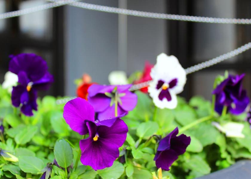  Tbilisi Garden