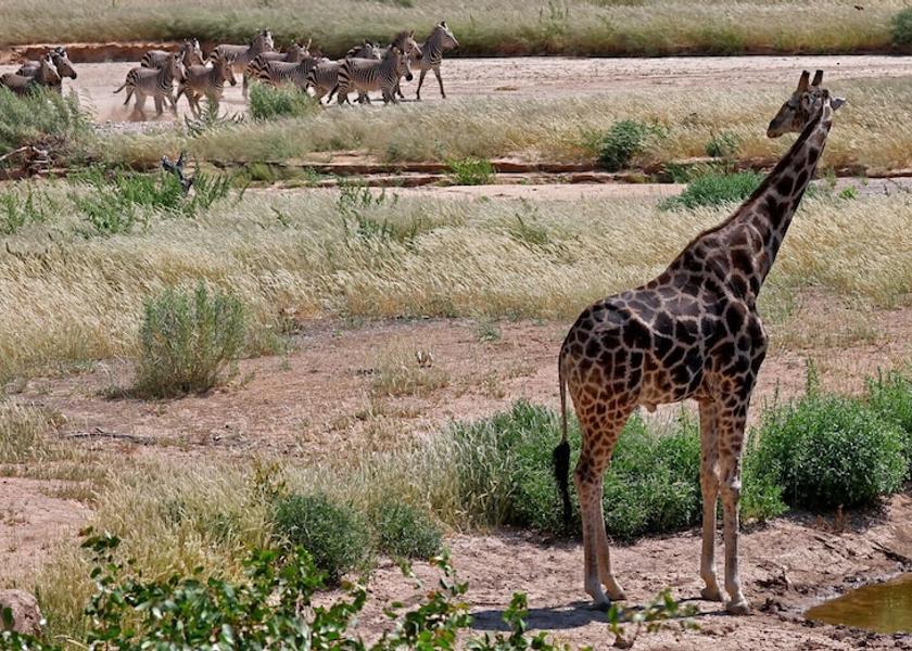 Omusati Kowares Facade