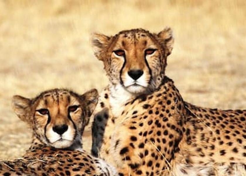 Otjozondjupa Region Otjiwarongo Property Grounds