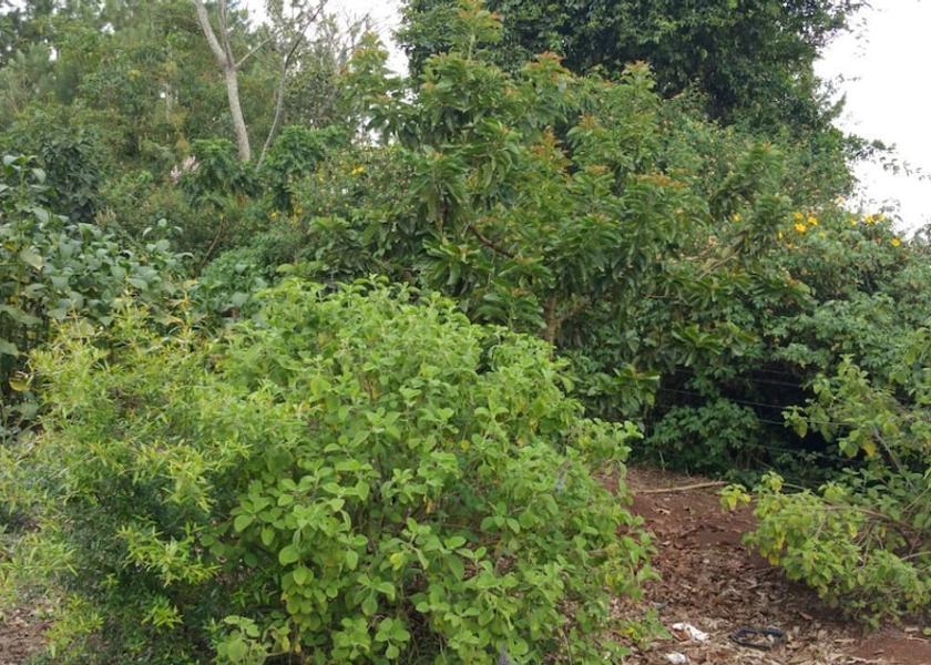  Mukono Exterior Detail