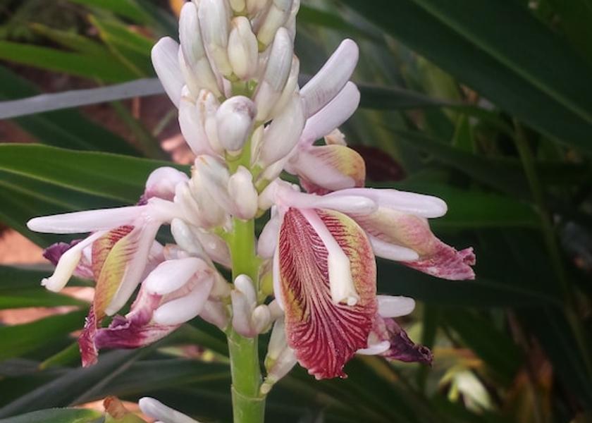  Bugala Island View from Property
