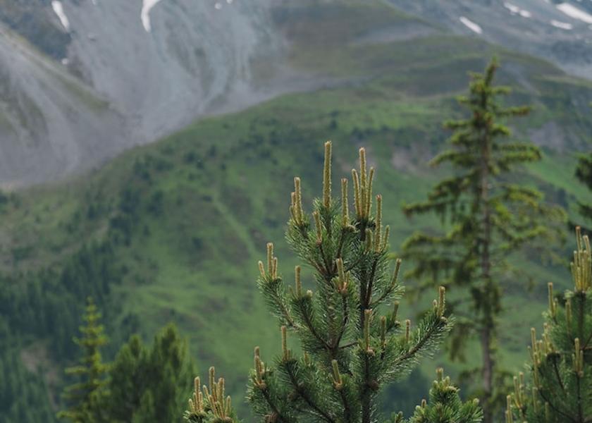 Graubuenden Arosa View From Room