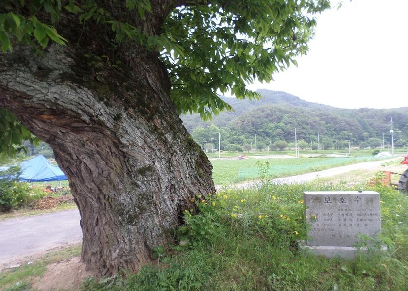 North Gyeongsang Andong Exterior Detail
