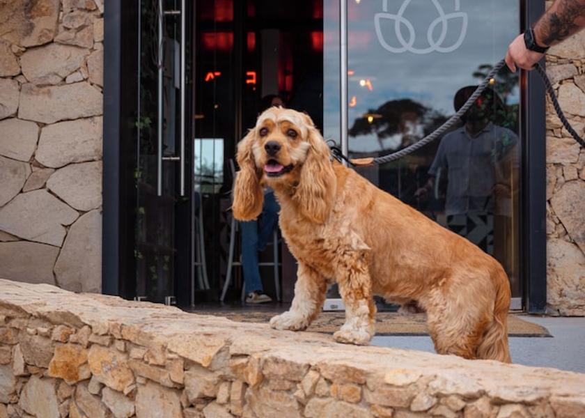 Baja California Valle de Guadalupe Pet-Friendly